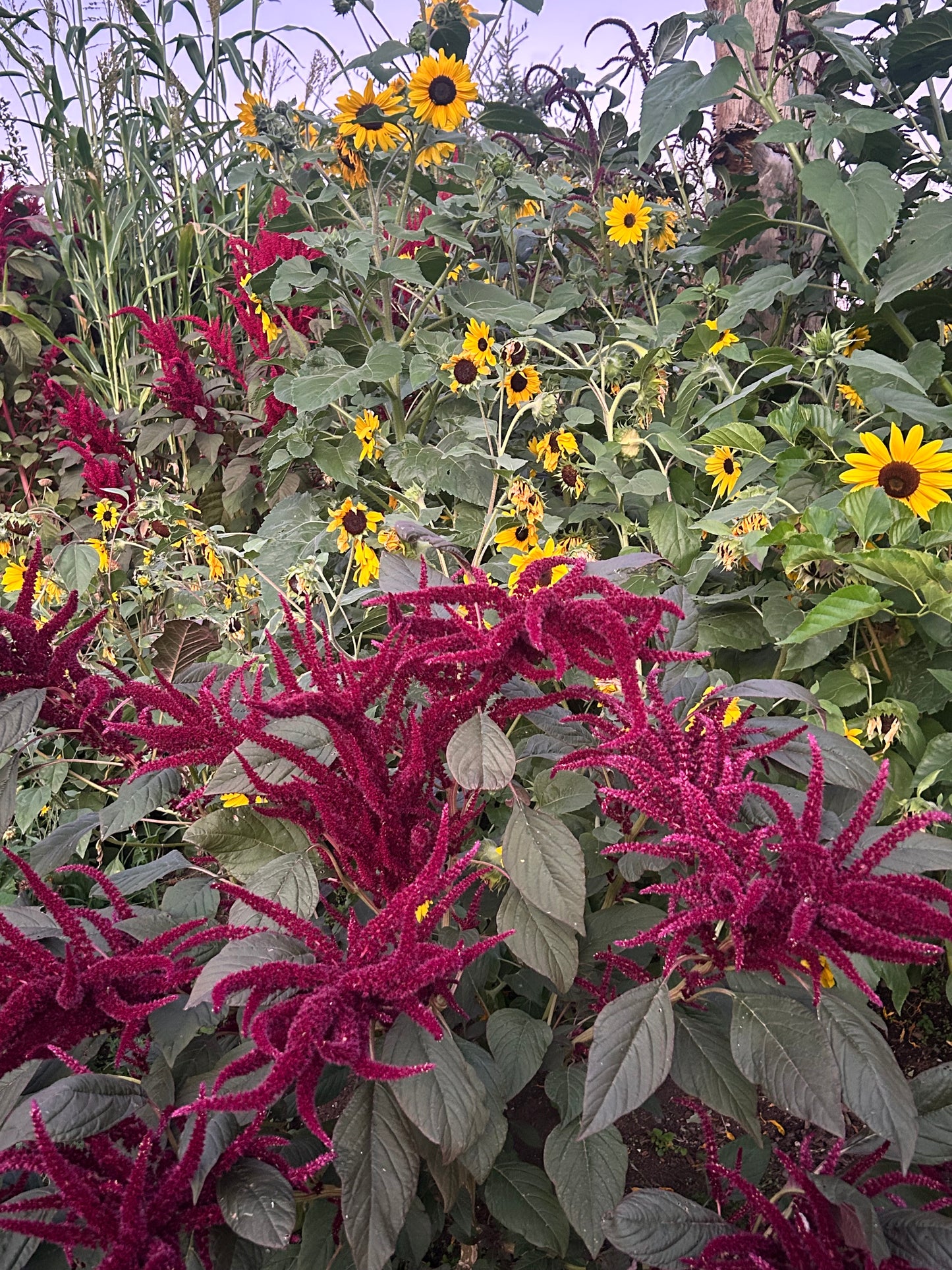 September 21: Mixed Media Drawing at Green Anchors Garden